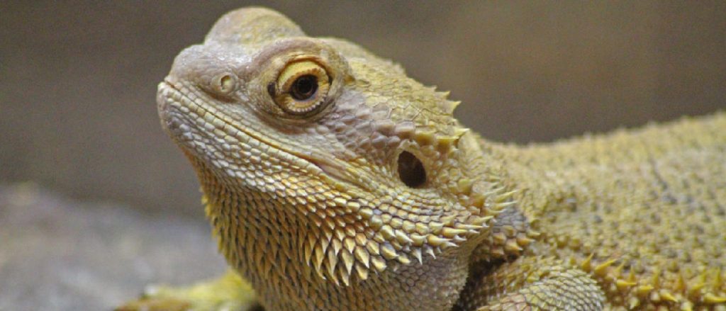 Why Did My Bearded Dragon Die? Uncovering the Heartbreaking Truth