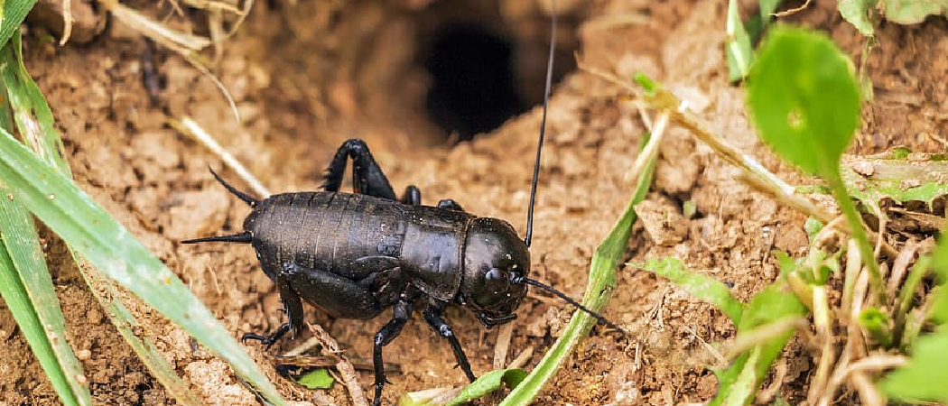 Where Do Crickets Go in the Winter: Unveiling the Mysterious Hideaways