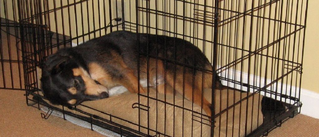 When to Move Puppy Crate Out of Bedroom  : The Ultimate Guide