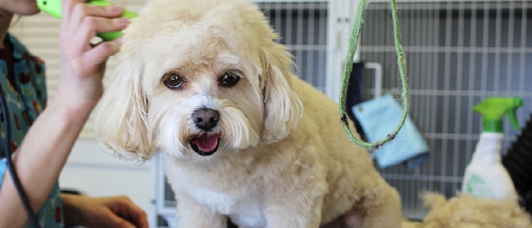 How Long Will My Dog Act Weird After Grooming? Connect with Your Dog's Peculiar Post-Grooming Behavior!