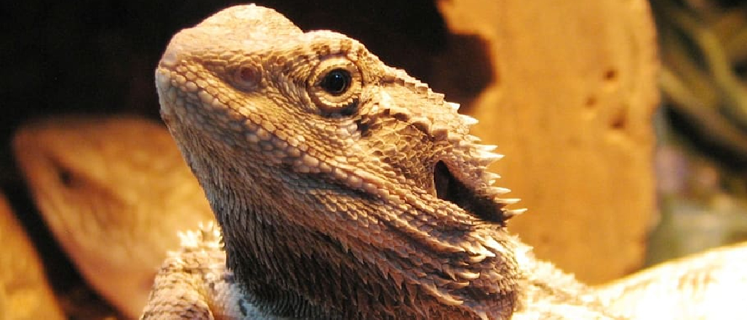 How Often Do Bearded Dragons Shed: The Ultimate Shedding Guide