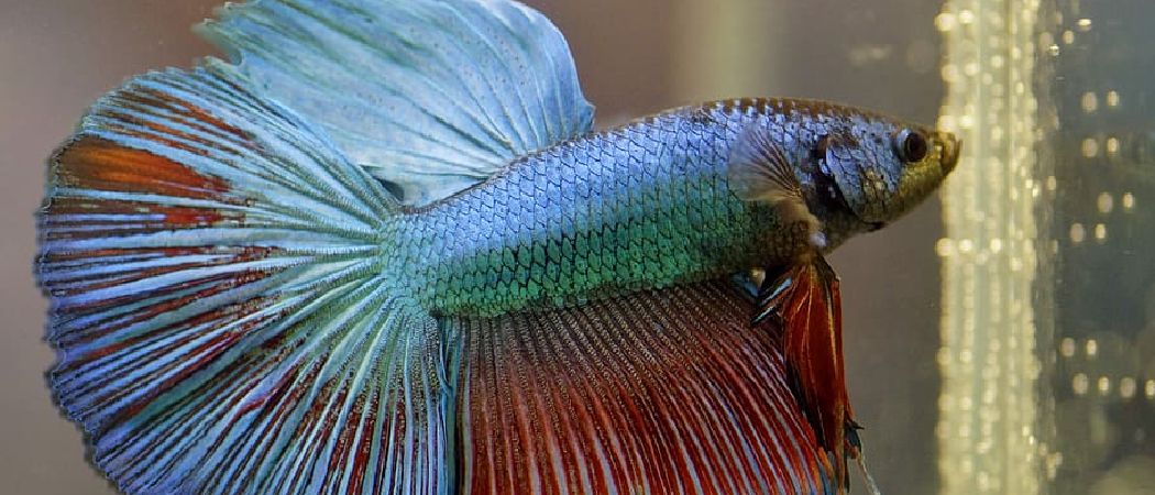 How to Cure Swim Bladder in Betta: Effective Remedies Revealed