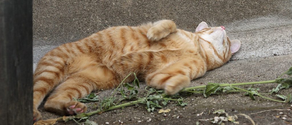 Why Do Cats Roll around on Concrete? Unveiling the Secrets Behind This Peculiar Behavior