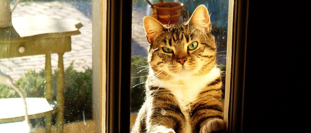 Why Does My Cat Scratch the Mirror? Discover the Surprising Reasons