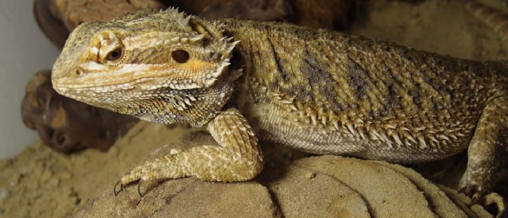 How to Spot the Signs: Is Your Bearded Dragon Dying?