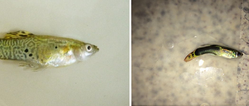 Why Do My Guppies Keep Dying? Discover the Power Strategies to Save Your Fish