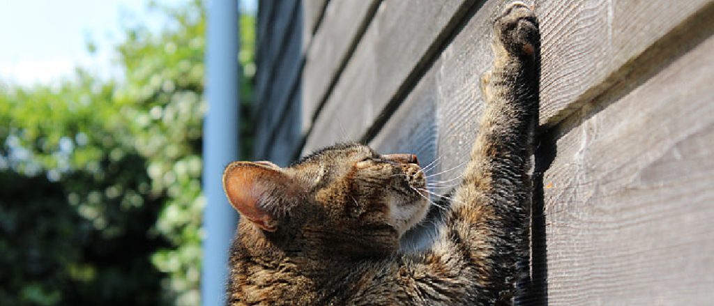 Why Does My Cat Scratch the Walls? 7 Powerful Tips to Stop It
