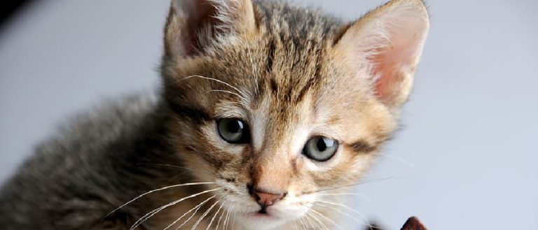 What Happens If a Cat Loses a Whisker: Unveiling the Secrets Behind This Feline Phenomenon