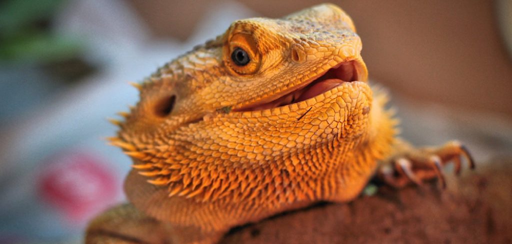 Can You Overfeed a Bearded Dragon