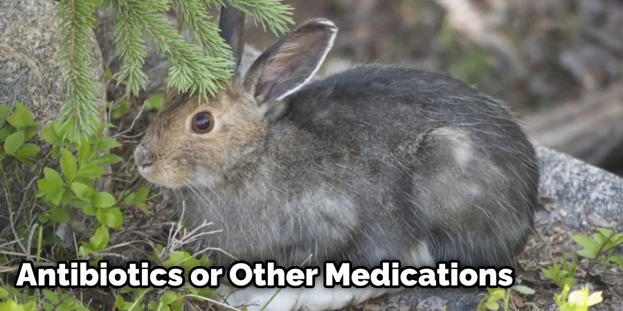 Can an Eye Infection Kill a Rabbit