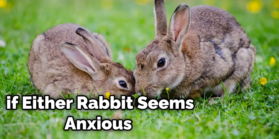 Can You Introduce a Baby Rabbit to an Older Rabbit