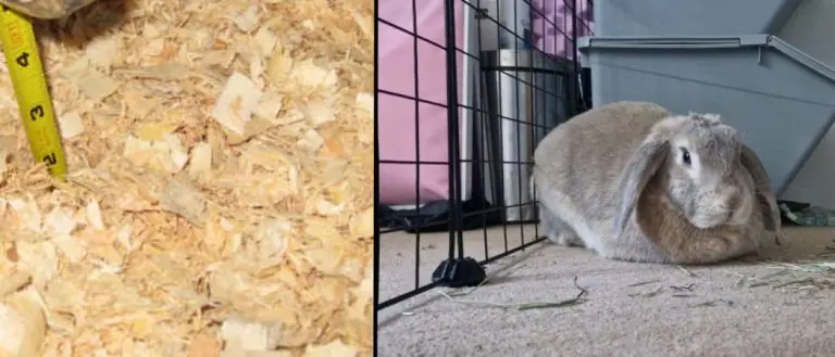Are Pine Shavings Safe for Rabbits