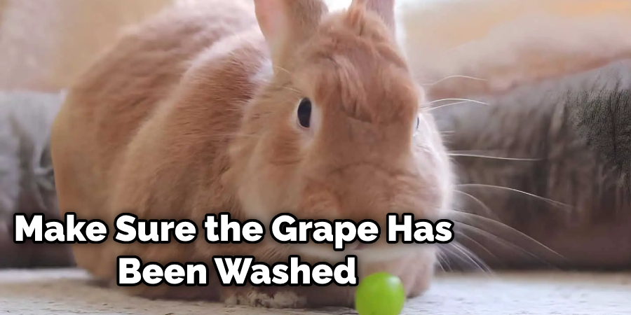 Can Rabbits Eat Grape Stems